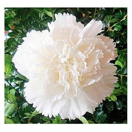 White Jeanne Dionis Carnation Seeds