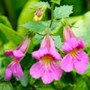 Outsidepride Chinese Foxglove Seeds - 2000 Pcs. Perennial, Versatile &