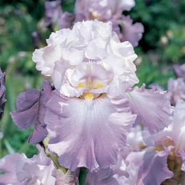 JQBay Mixed Color Rare Iris Flower Seeds (30pcs) - Perennial, Iris for Autumn Blooms