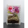 Jumping Spider Enclosure Starter Kit (Pink)