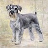 Schnauzer Absorbent Stone Coaster - Cork Back helps prevent scratches