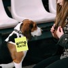 Dog Reactive Alert Hanging Patch Caution Stop Dog Alert Hanging