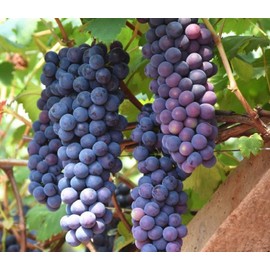30+ Thompson Grape Seeds Vine Plant Sweet Excellent Flavored Green Grape