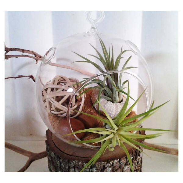 CalCastle Craft 7" Clear Glass Suspended Plant Terrarium Round Ball
