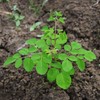 Moringa Tea Organic 100 Bags 100% Pure, All-natural, Antioxidant-rich Energy