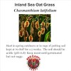 Generic Inland Sea Oats Grass - 200 Seeds - Chasmanthium