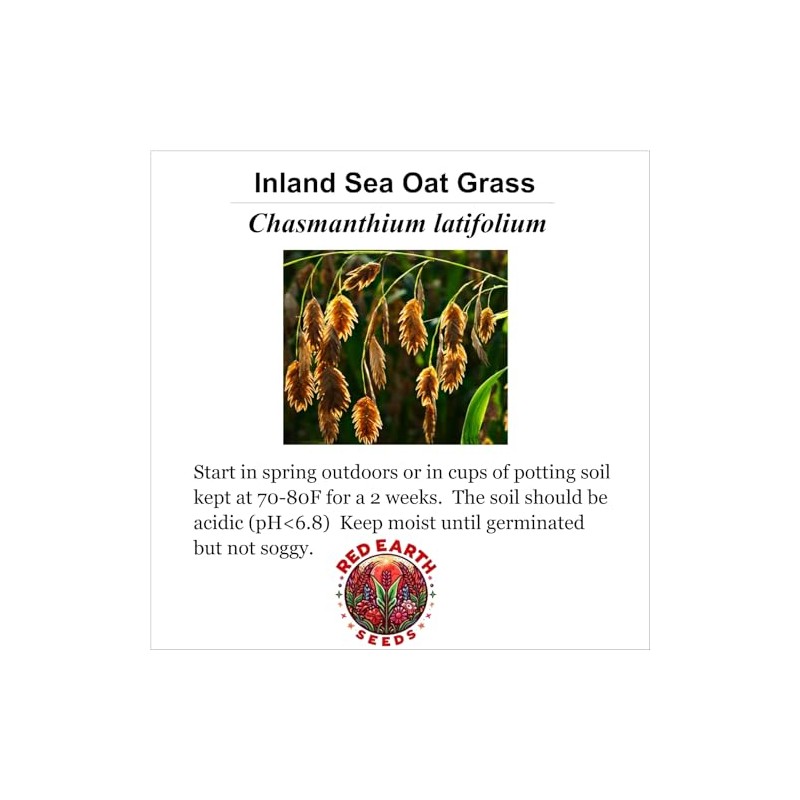 Generic Inland Sea Oats Grass - 200 Seeds - Chasmanthium