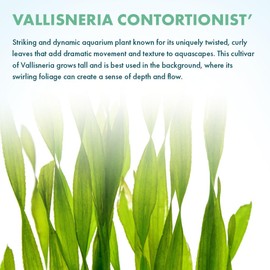SubstrateSource Live Plant - Corkscrew Vallisneria - Easy Care, Moderate to High Light, Bright Green Accent, Freshwater Aquatic Plant for Aquascaping - Lead Bunch