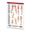 Muscular System Guide - Medical Pocket Chart - Anatomy Quick
