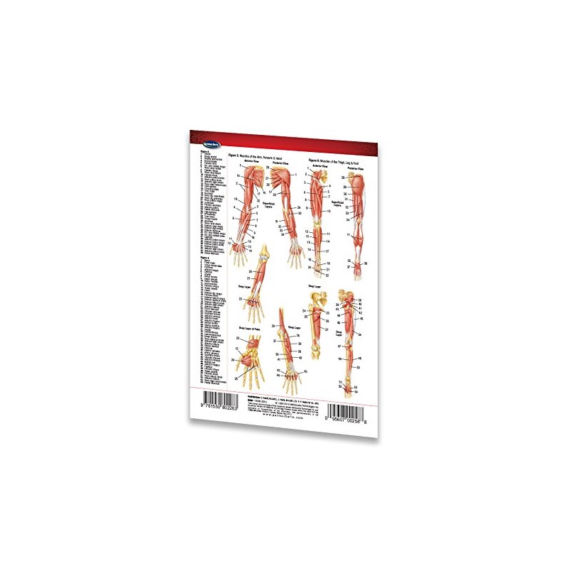Muscular System Guide - Medical Pocket Chart - Anatomy Quick
