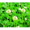 Fukkaen Seedlings, White Clover Value Seeds, Pack of 3.3 fl