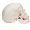 3B Scientific Classic Skull, Painted, 3-Part