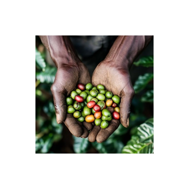 Coffee Bean Direct Unroasted Kenya AA, 5 Pound (Pack of