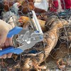 Nail Ring Pliers for Fencing | Wire Animal Cage Clips