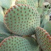 Opuntia microdasys rufida Cutting