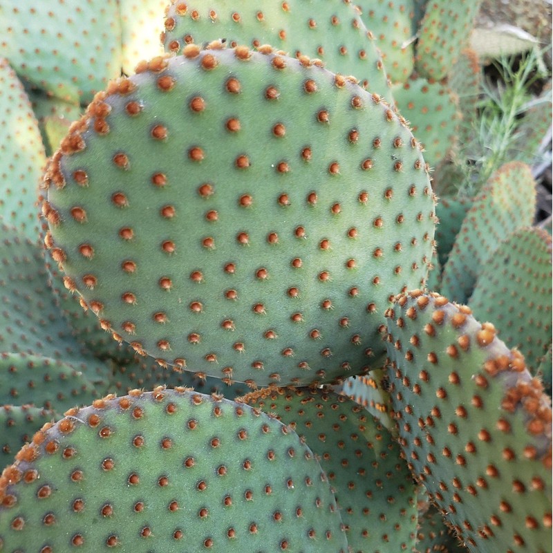 Opuntia microdasys rufida Cutting
