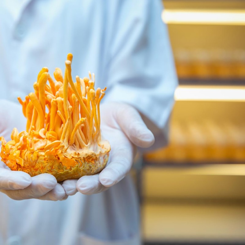 Freshly Fermented - Organic Cordyceps Powder - UK Grown