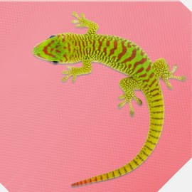 Ipetboom Bearded Dragon Tank Accessories Reptile Carpet EVA Terrarium Liner Bearded Dragon Reptile Substrate Mat Tank Accessories for Leopard Gecko Snake Lizard Tortoise Bearded Dragon Accessories