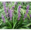 Super Blue Liriope Muscari | 10 Live Bare Root Pips