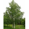 Buy Rare Seeds Betula pendula | European white birch |