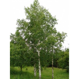 Buy Rare Seeds Betula pendula | European white birch | silver warty birch | 50_Seeds