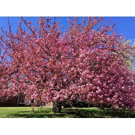 2 Kwanzan Cherry Blossom Tree Live Plants (6''-10'' Tall)- Japanese Cherry Blossom for Gardening - Not Ship CA