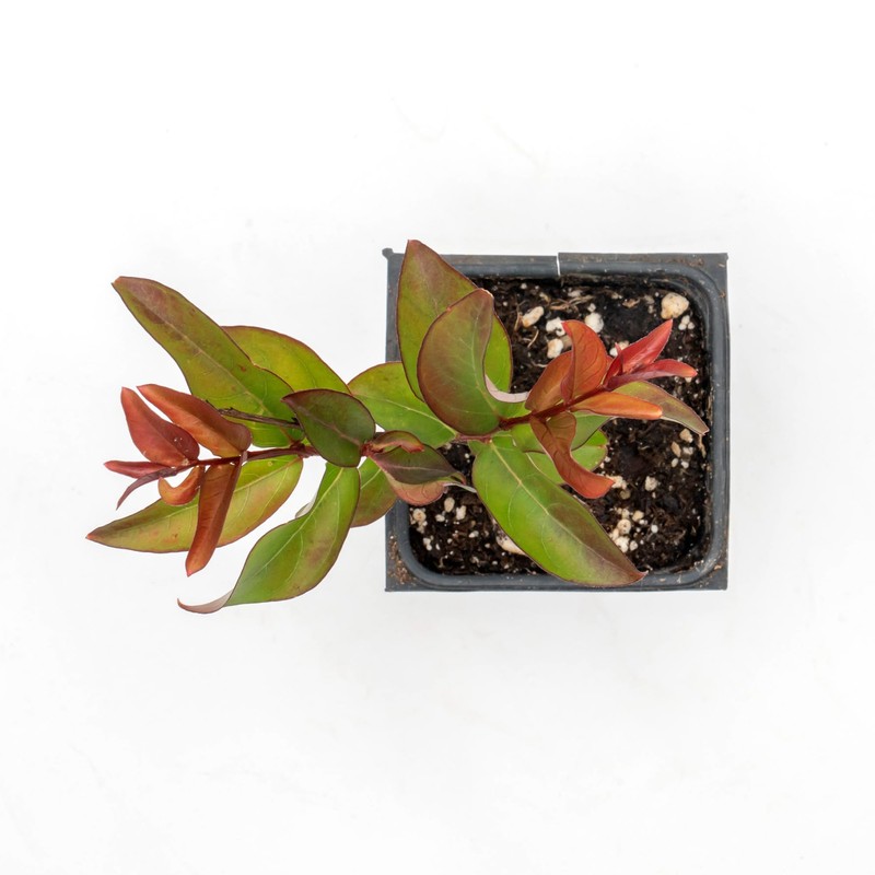 1 Red Rocket Crepe Myrtle, Live Plant (Lagerstroemia Indica) –