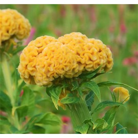 Rare Plant Tree Seeds Celosia Argentea VAR Cristata Yellow 300+ Seeds - Cockscomb Heirloom