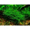 Taiwan Moss -Taxiphyllum Alternans - Live Aquarium Plant