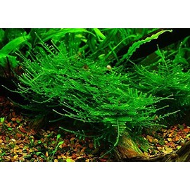 Taiwan Moss -Taxiphyllum Alternans - Live Aquarium Plant