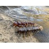YUM Hellgrammite Soft Plastic Bug - 3 Inch
