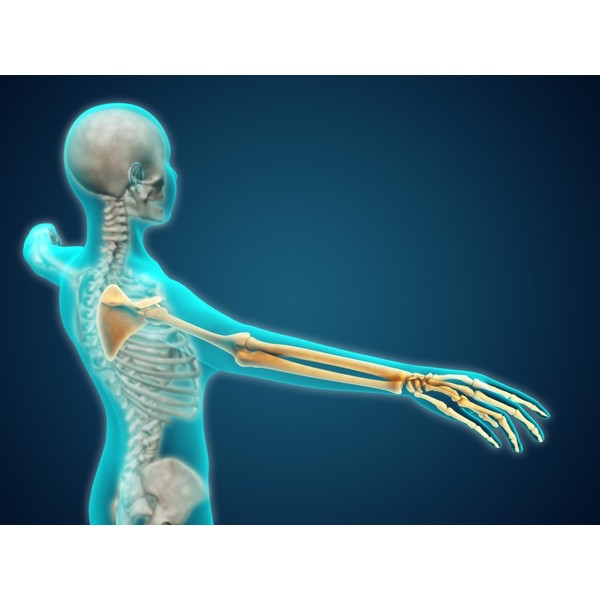 Posterazzi X-ray view of human body showing skeletal bones in