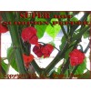 Magic Plant Farms Scorpion Pepper Whole Dried Pods 8oz (226.8g)