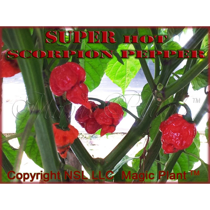 Magic Plant Farms Scorpion Pepper Whole Dried Pods 8oz (226.8g)