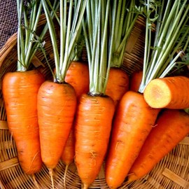 Chantenay Red Core Carrot Seeds - 4 Oz ~80,000 Seeds - Non-GMO, Heirloom Vegetable Garden Seeds - Gardening, Microgreens