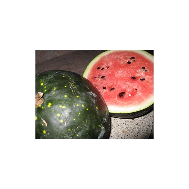 20 Heirlooms Moon and Stars Watermelon Seed by Stonysoil Seed