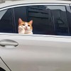 2 PCS Cute Cat Design Car Window Decal, Vinyl Sticker