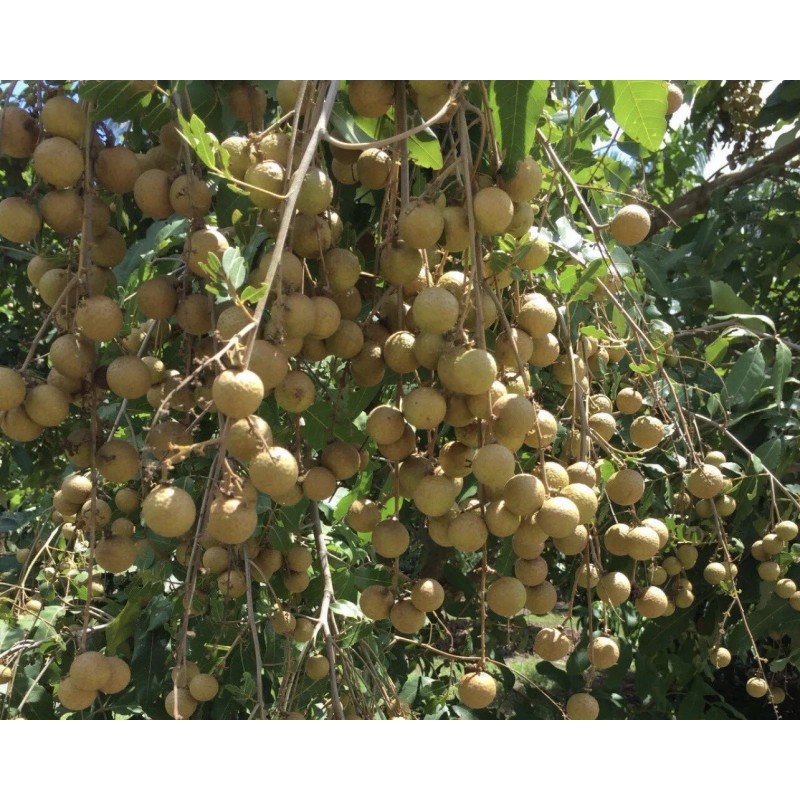 Longan 1 Longan Dimocarpus Dragon Eye With Pot 8” Seedling
