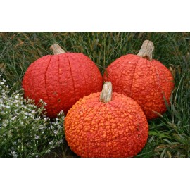 Fresh Pumpkin Seed: Red Warty Thing Pumpkin Seeds  Fresh Seed - 25+ Seeds
