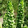 22Day Seeds: Seeds Bells of Ireland/Moluccella/Shellflower/Annual Flowers