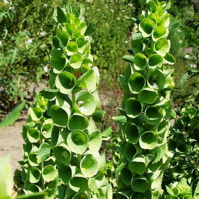 22Day Seeds: Seeds Bells of Ireland/Moluccella/Shellflower/Annual Flowers