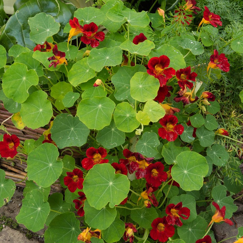Outsidepride Nasturtium Scarlet - 200 Seeds