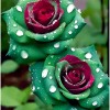 JQBay 20pcs Ruby Green Twin Roses - Captivating Contrasts for