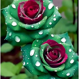 JQBay 20pcs Ruby Green Twin Roses - Captivating Contrasts for Your Garden