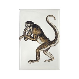CafePress Spider Monkey Rectangle Magnet, 3"x2" Refrigerator Magnet