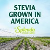 SPLENDA Stevia Zero Calorie Sweetener, Sugar Substitute Packets, 100 Count