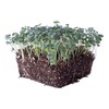 Ramoso Santana Sprouting Broccoli Seeds - 1 Oz ~9000 Seeds