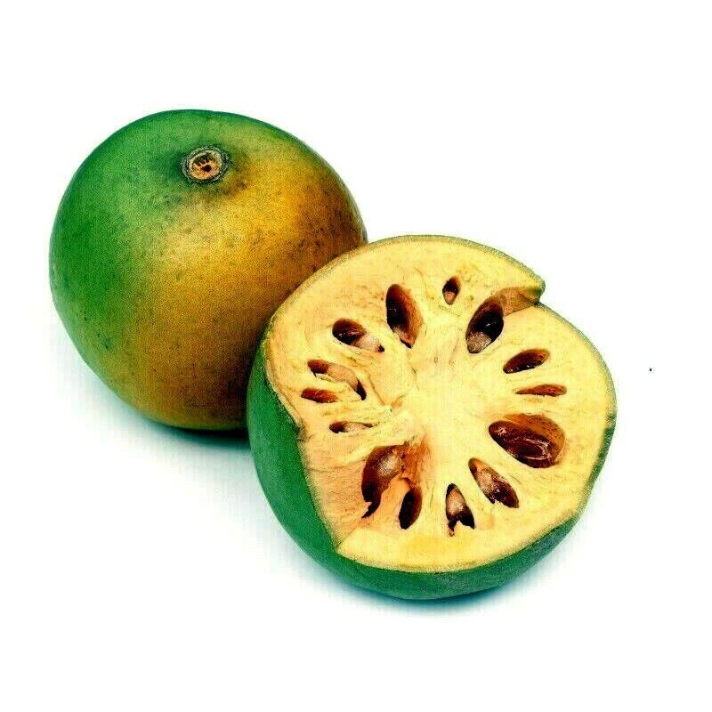 10 Seeds Bael Fruit Tree | Aegle marmelos Bengal Quince