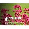 Fresh Jupiter's Beard - Red Valerian (Centranthus Ruber) - Bee