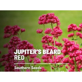 Fresh Jupiter's Beard - Red Valerian (Centranthus Ruber) - Bee Friendly - 50+ seeds